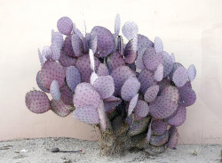 fruiht:  (Opuntia macrocentra) this species