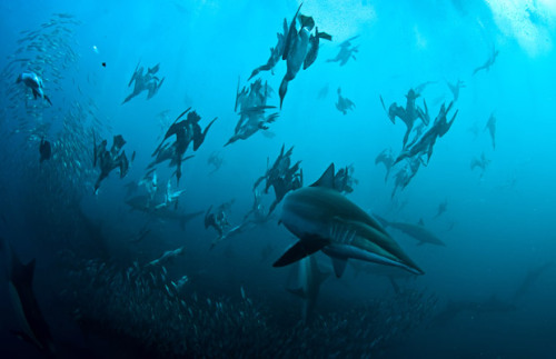 Gannets underwater searching for fish