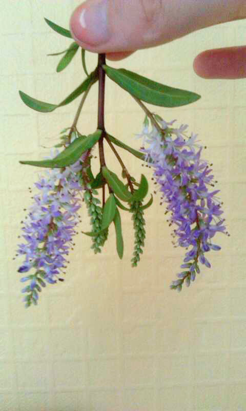 mooncrumbs:  Found things: A lovely lavender coloured flower shaped like a pair of