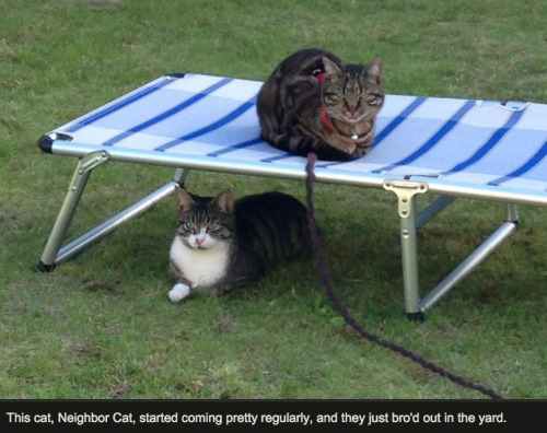 shatterstag:sequinedk:felixitous:apolloadama:pleatedjeans:most adorable thing ever? [x]oh my god there’s a part 2 where lancelot and neighbor cat go on an adventure to track down neighbor cat’s owner and neighbor cat’s True NameAnd there’s a PART