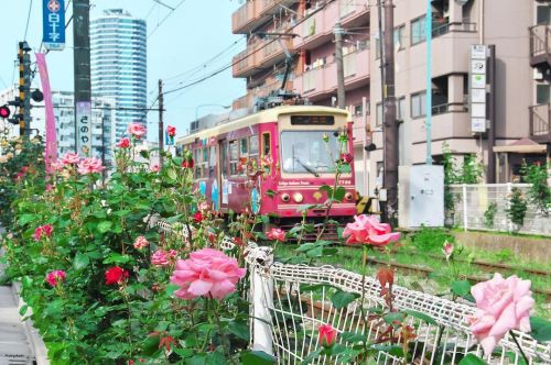 06 May 2022. Roses and tram in Tokyo, Japan 