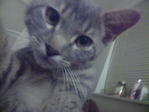 The kitten took the second picture. I was just trying to show him his face in the camera and he kept pawing at it lol