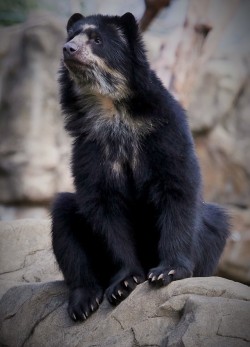 funkysafari:  Fun facts: the spectacled bear is the only species of bear in South America. Their face, neck, and chest markings are, like human fingerprints, unique to each bear. Photo by SSipple  