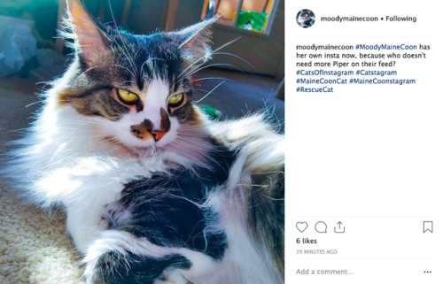 Piper now has her own instagram at @MoodyMaineCoon!