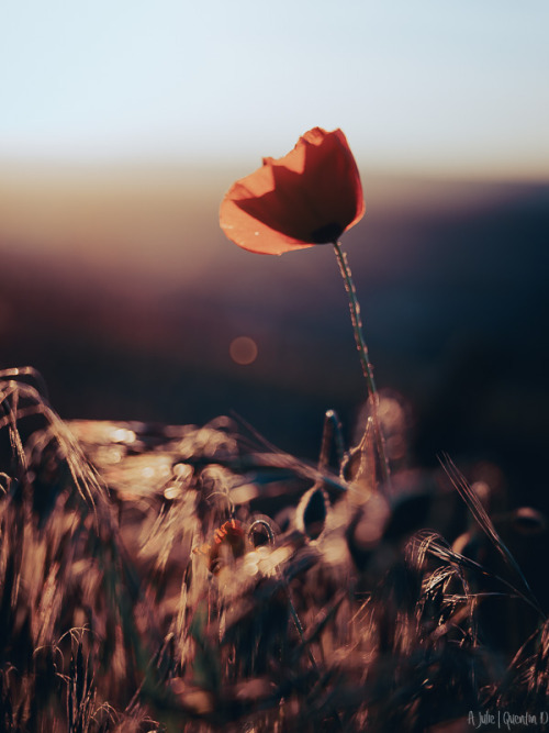 Coquelicot.(Papaver rhoeas - common poppy).(Mai 2021).(A Julie&hellip;).