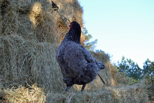 cluckyeschickens:chickenliz:Fluffy chicken climbs large hay pile despite stumpy wings.There’s not a 
