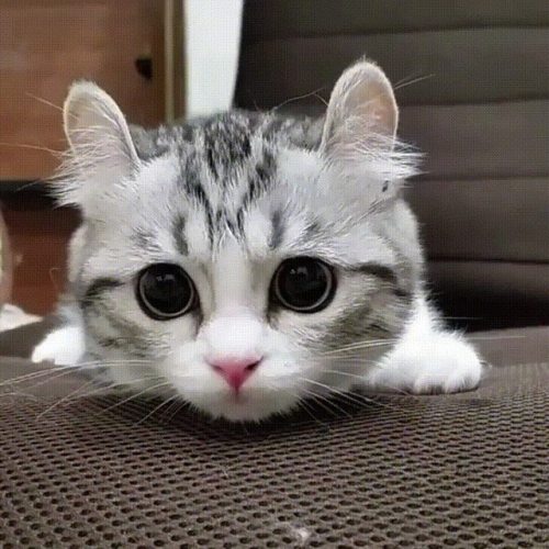 dawwwwfactory:  Intensity intensifies! Click here for more adorable animal pics!