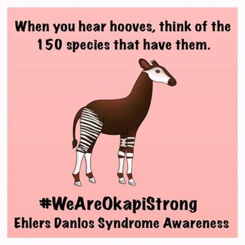 #Repost @theokapioandp・・・#repost from @taylers.danlos The okapi is the new EDS mascot. Why? As many 