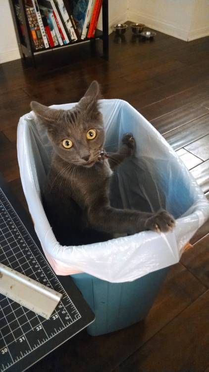 catsbeaversandducks:10 Cats That Woke Up Feeling Like Garbage “Look I just want to be alone for a wh