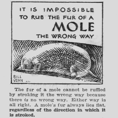 biggyman: beeword:   yesterdaysprint:  Chicago Tribune, Illinois, April 26, 1935   thanks man good to know    Your survival skill has increased by 1 