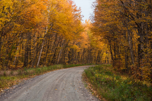 Autumn Walkabout 