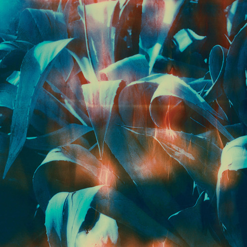 mashamorevna: by Neil Krug