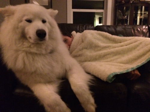 skookumthesamoyed:FLOOF BOOF doubles as a cozy pillow and a smiling kissy monster