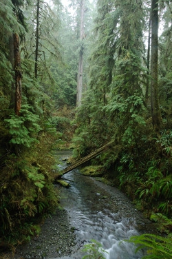 wanderthewood:  Willaby Creek, Olympic National Forest, Washington by Frankz 