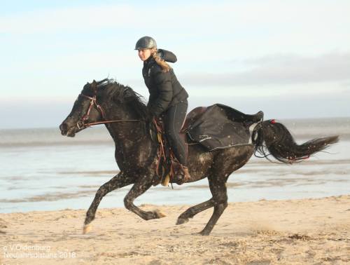 deserthorseperformancehorse:Shaimoniet 2005 black stallion (SW Hallany Shai x Alita Moniet) Pedigree