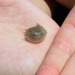 dopethrone:I always forget horseshoe crabs are one of my favorite animals which is so sad. google horseshoe crab baby right now