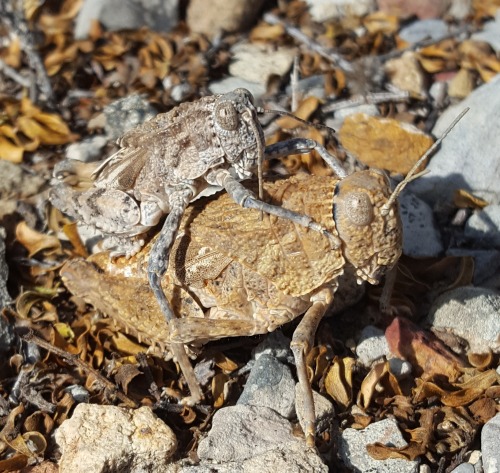 onenicebugperday:deadmothh:fantasticwolfpenguin:onenicebugperday:Robust toad lubber (grasshopper),Ph