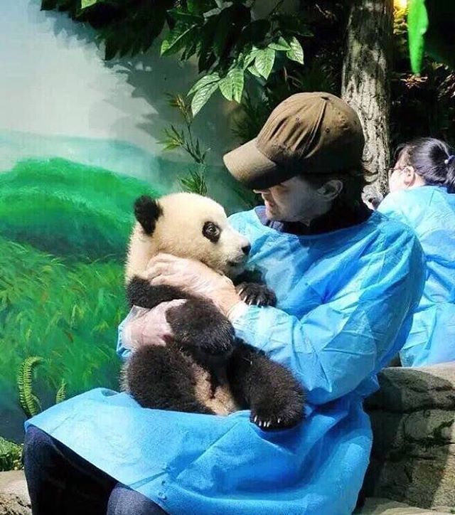 lucidentia:Lee Pace and his pandas ^_^