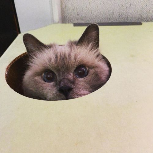 Hi hi hello! #catsofinstagram #catsoftwitter #ragdollcat www.instagram.com/p/CFPzzVMgW3B/?ig