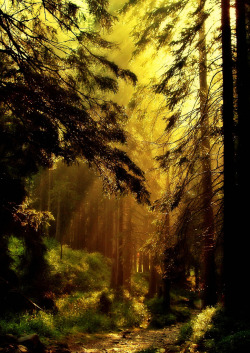 bluepueblo:  Golden Forest, Lithuania photo