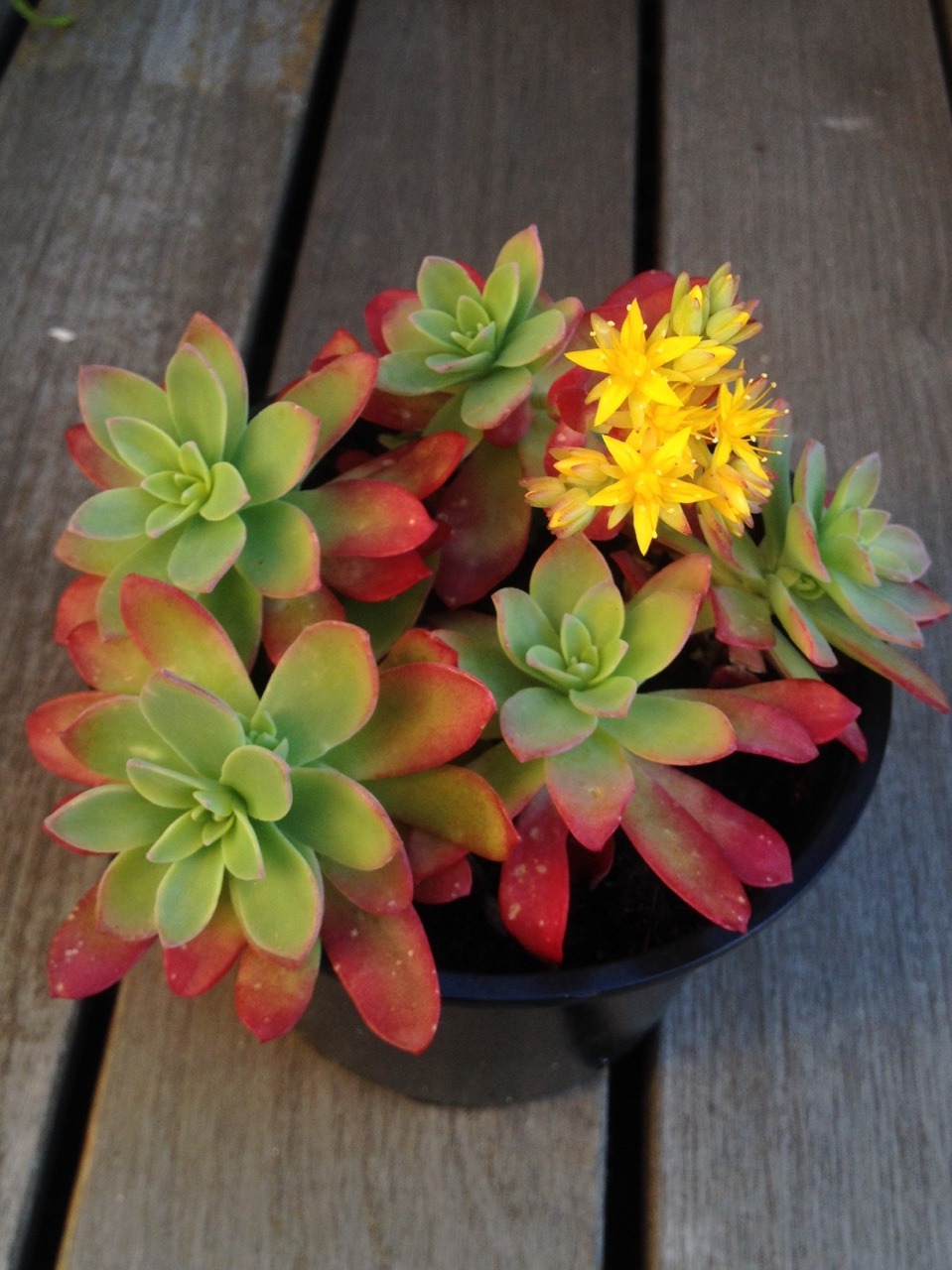 greenlook-garden:Sedum palmeri at its bestEl Sedum palmeri en su mejor momento