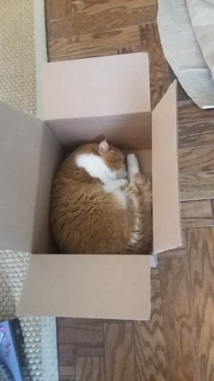 This box was really made for Chester!