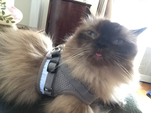 dailyblep:Harness-training blep. It’s little Frank, blepping in his harness.