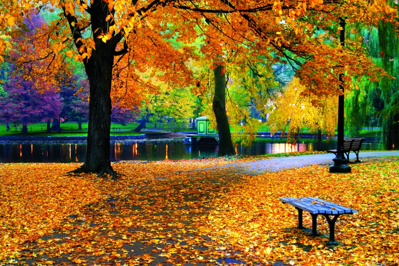 altaharveststation:  A Denver park in the Fall season. 