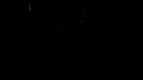 Lapse