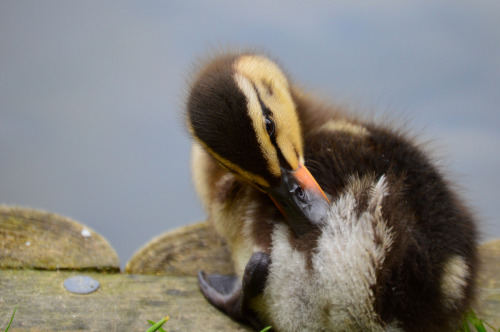 mallard