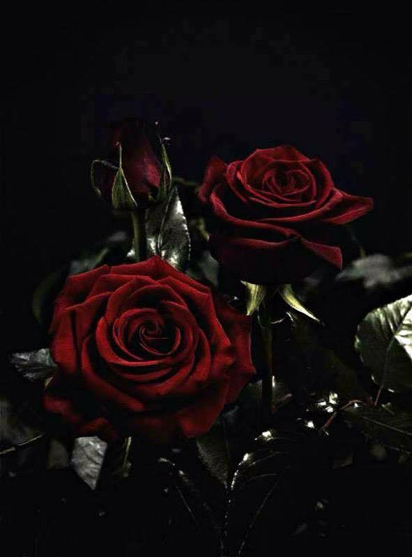 Red Devotion