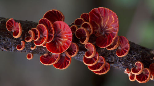 boredpanda:The Magical World Of Australian Mushrooms By Steve Axford