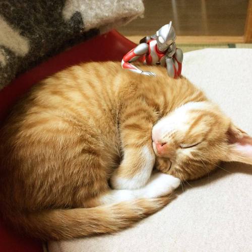 catsbeaversandducks: When Ultraman isn’t fighting bad guys, he’s also got a softer side,