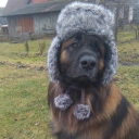 tobester - tobydog
