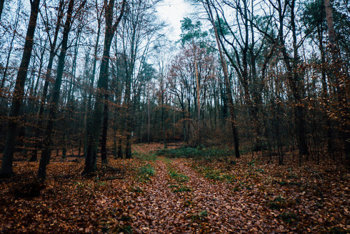 OF FRECKLED TREES AND TIGER LEAVES