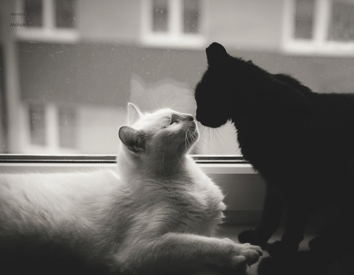 redlipstickresurrected:  Monika Małek (Polish, based Wroclaw, Lower Silesian District, Poland) - White Cat and Black Cat, 2015, Photography