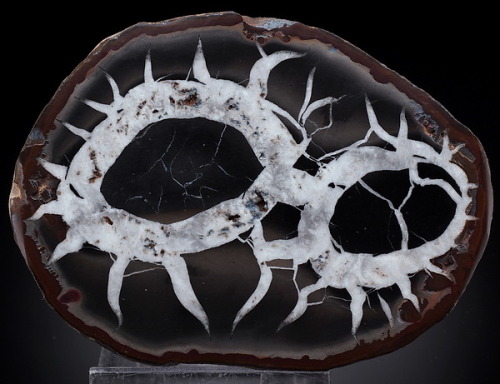 Polished Septarian Nodule - Midelt region, Morocco