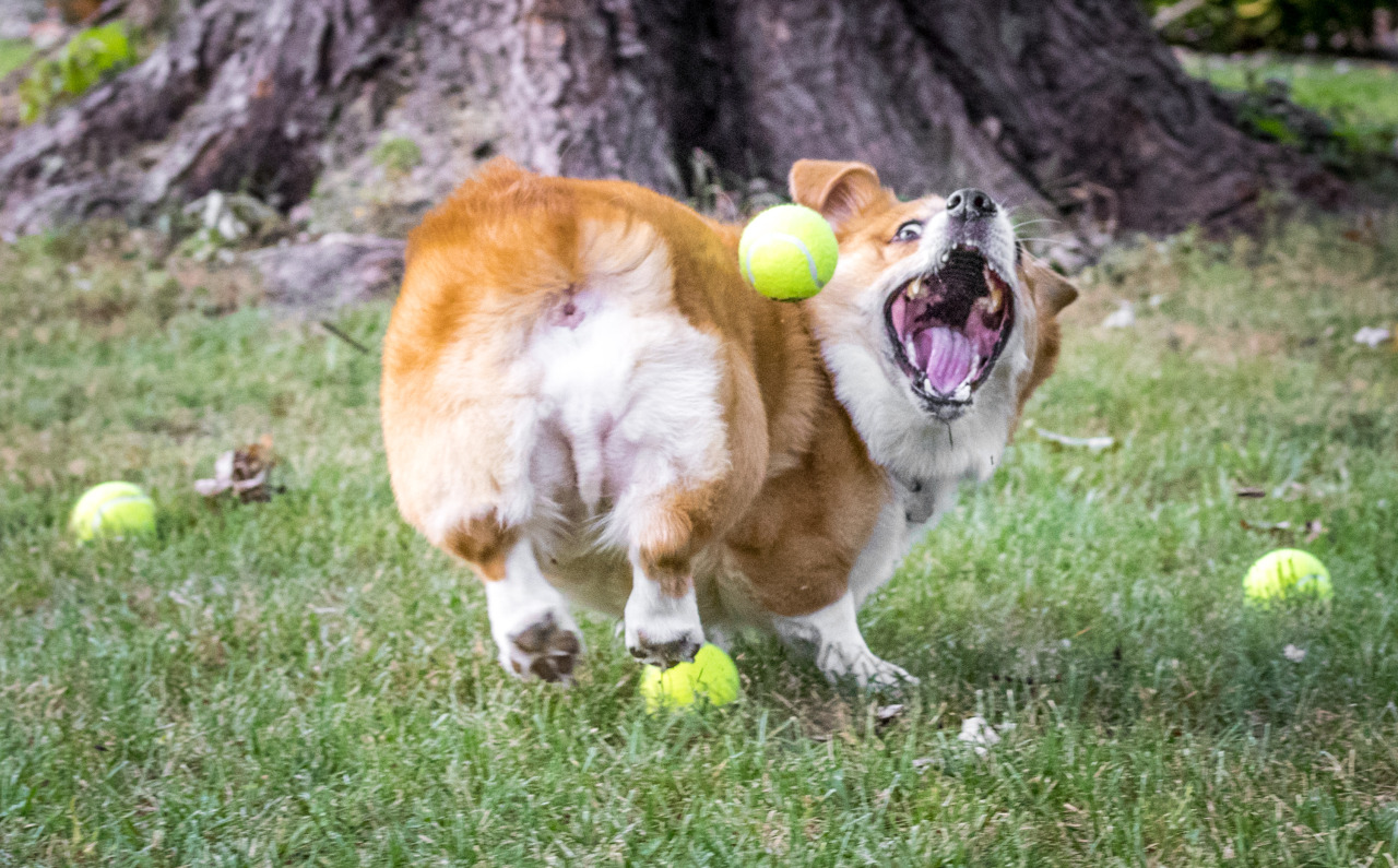 thefrogman:  Otis the Majestic Chaser of Balls. 