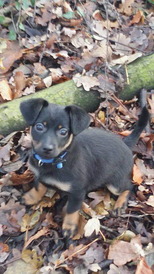 handsomedogs:  Hi! This is Charlie, in this picture hes about 3 months old. He finally