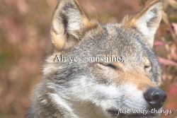 just-wolfy-things