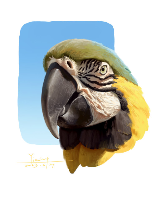 Parrots - Color Studies By NYM 