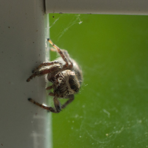 Tiny Spider Fren Keeps The Pest Bugs Away.