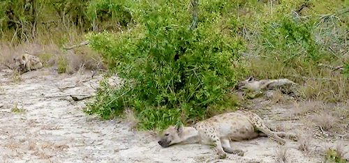 secretsofthezoo:Hyenas taking a nap 