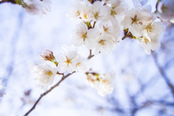 Cherry blossoms (sakura) Photo by Yuko Azuma