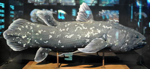 (Weird) Fish of the Day: CoelacanthAt 1.7 metres in length and covered in thick, armour-like scales,