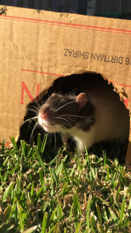 valendyke: just two rats enjoying the sunshine