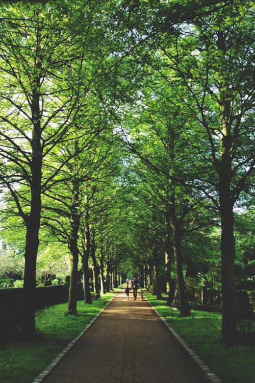 foresity: (by alanadehaan)