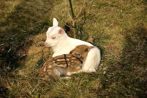 dailypiggie:#63 baby goat and baby wild boar <3 