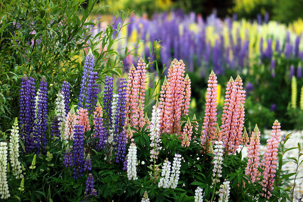 expressions-of-nature:  by Prinz WilbertLake Tekapo, New Zealand