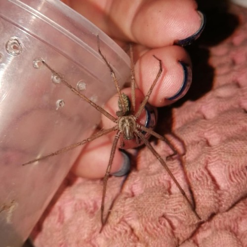 Absolutely gorgeous giant house spider, found it in my kitchen. I think it’s the biggest spood